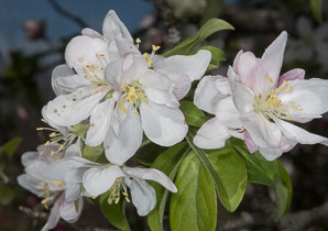 Malus spectabilis (Chinese crab, Asiatic apple)
