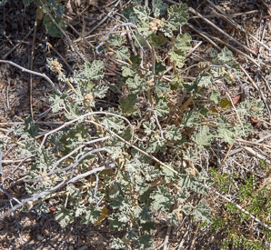 Malva neglecta (common mallow, buttonweed, cheese plant)