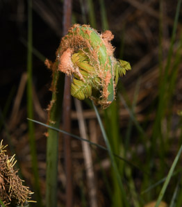 Matteuccia struthiopteris (ostrich fern, fiddlehead fern, garden fern, hardy fern)