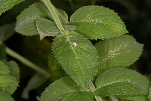 Mentha spicata (spearmint)