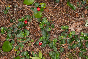 Mitchella repens (partridgeberry, squaw vine)