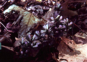 Obolaria virginica (Virginia pennywort)