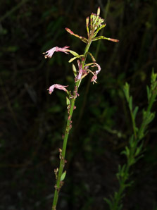 Oenothera simulans (southern beeblossom, southern gaura, southern butterly weed, morning honeysuckle)