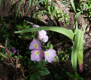 Oenothera speciosa (pink evening primrose, showy evening primrose, Mexican primrose, amapola, pinkladies)