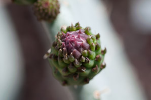 Opuntia ficus-indica (Indian fig)