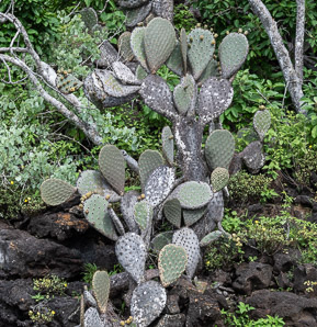 Opuntia galapageia (Galápagos prickly pear, tree prickly pear)