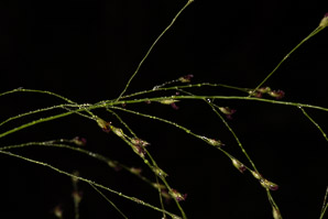 Panicum virgatum (switchgrass)