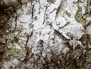 Phlyctis argena (whitewash lichen, blemished lichen)