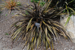 Phormium tenax (rubra New Zealand)