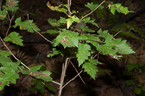 Physocarpus opulifolius (Atlantic ninebark, common ninebark, ninebark)
