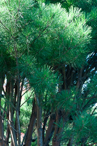 Pinus densiflora (Japanese red pine)