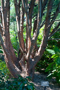 Pinus densiflora (Japanese red pine)