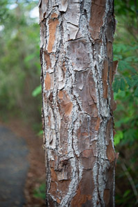 Pinus elliottii (slash pine, yellow slash pine, swamp pine)