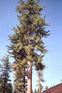 Pinus jeffreyi (Jeffrey pine)