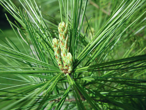Pinus strobus (Eastern white pine, white pine)