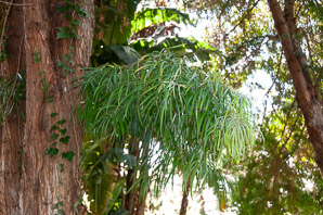 Podocarpus henkelii (falcate yellowwood)