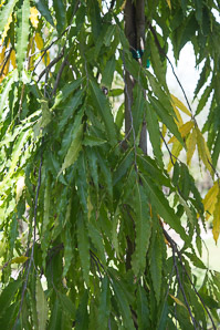 Polyalthia longifolia (mast tree)