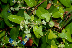 Polygonum perfoliatum (Asiatic tearthumb, devil’s tail, mile-a-minute vine, mile-a-minute weed, mile-a-minute knotweed)