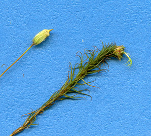 Polytrichum commune (haircap moss, common haircap moss, great golden maidenhair, great goldilocks)