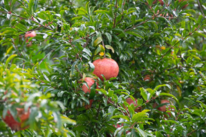 Punica granatum (pomegranate)