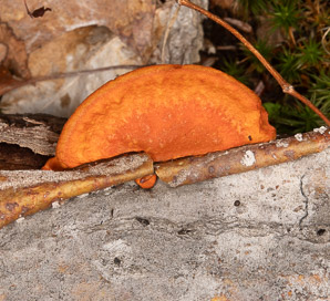 Pycnoporus cinnabarinus (cinnabar polypore)