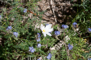 Rafinesquia neomexicana (desert chicory, California chicory, New Mexico plumseed)