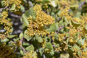 Rhamnus crocea (redberry buckthorn)