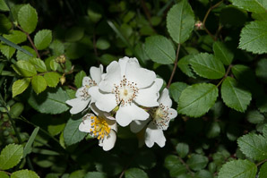 Rosa multiflora (multiflora rose, rambling rose, baby rose, Japanese rose, many-flowered rose, seven-sisters rose)