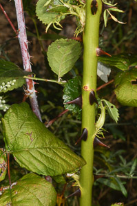 Rosa rubiginosa (sweetbriar, sweet brier, eglantine, sweetbriar rose)