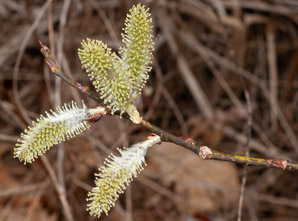 Salix cinerea (gray willow, large gray willow)