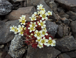 Saxifraga cespitosa (tufted alpine saxifrage, tufted saxifrage)