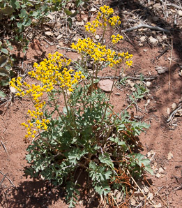 Senecio eremophilus (desert ragwort)