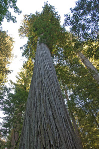 Sequoia sempervirens (coast redwood, giant sequoia, giant redwood, California redwood)