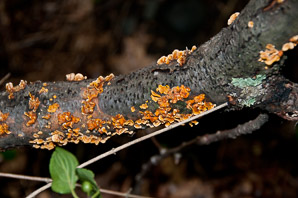 Stereum complicatum (orange crust fungus)