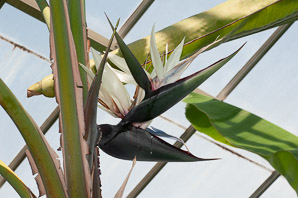 Strelitzia nicolai (giant bird of paradise)
