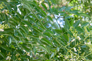 Styphnolobium japonicum (Japanese pagodatree)