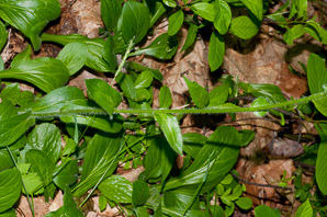 Symphyotrichum novae-angliae (New England aster)