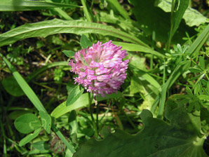 Trifolium pratense (pink clover)