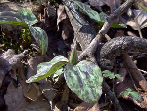 Trillium sessile (toadshade trillium, sessile trillium, toad trillium, sessile-flowered wake-robin)