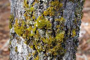 Ulota crispa (curled bristle moss, ulota moss)