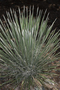 Yucca angustissima (narrow-leaved yucca)