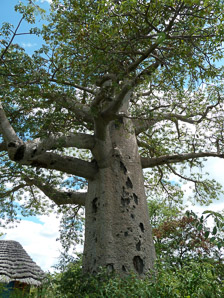 Adansonia digitata (baobab, dead-rat tree, monkey-bread tree, upside-down tree)