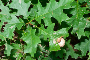 Andricus kollari (oak marble gall)