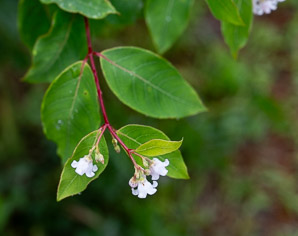 Apocynum androsaemifolium (spreading dogbane)