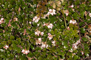 Arctostaphylos uva-ursi (bearberry, kinnikinnick, common bearberry)