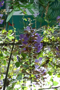 Asystasia gangetica (Chinese violet, creeping foxglove, Ganges primrose, purple primrose, Ganges)
