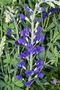 Baptisia australis (blue false indigo, false indigo, blue wild indigo)