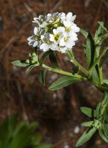 Berteroa incana (hoary alyssum, hoary alison, hoary false alyssum, sandvita, hoary asylum)