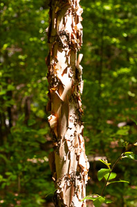 Betula nigra (river birch, black birch)
