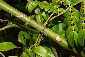Caesalpinia bonduc (gray nicker, nickerbean)